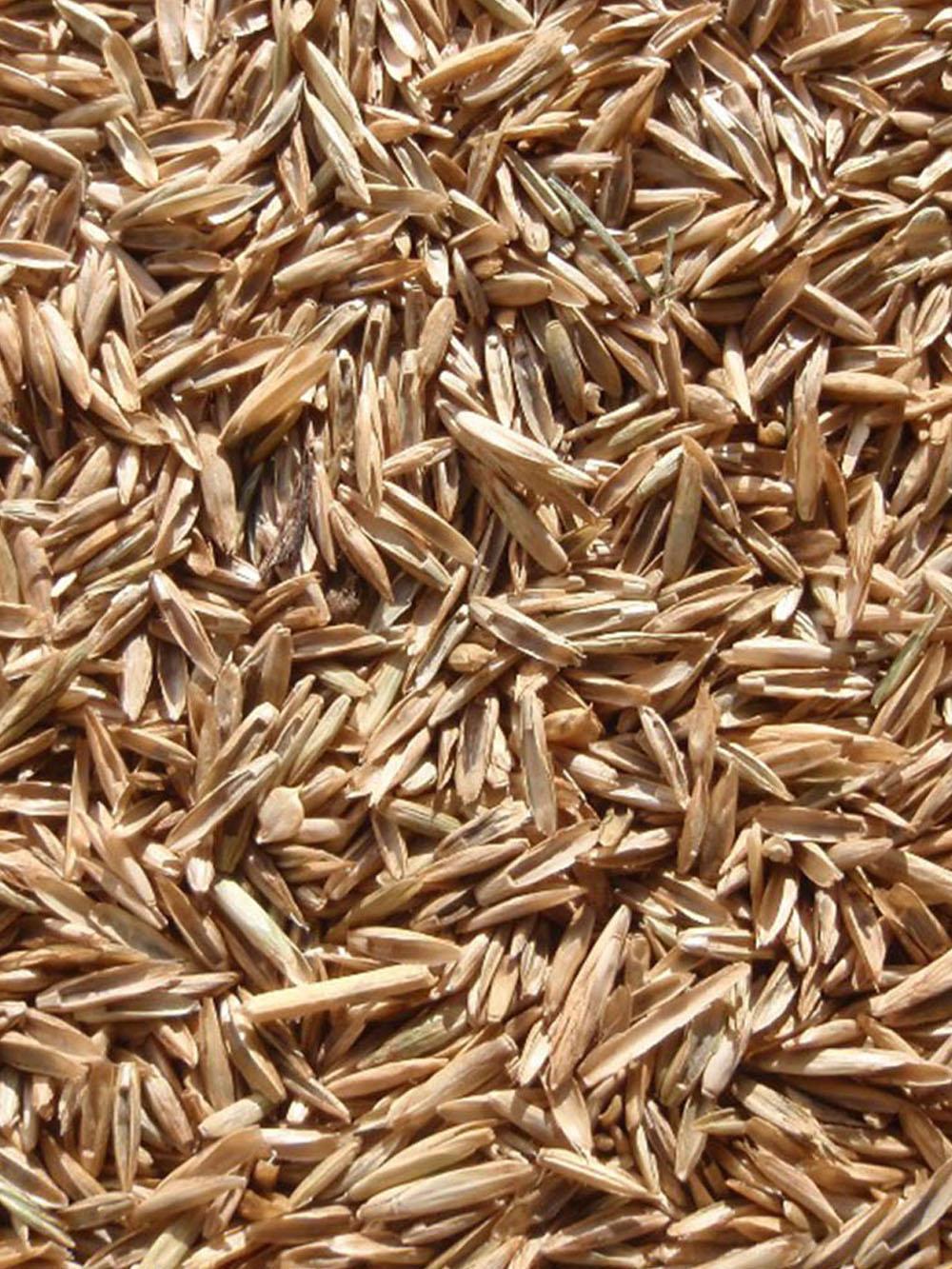 High Sugar Perennial Ryegrass
